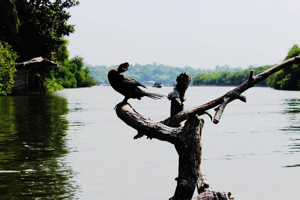 madu ganga river safari